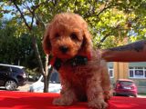 Red Brown Toy Poodle Yavrular