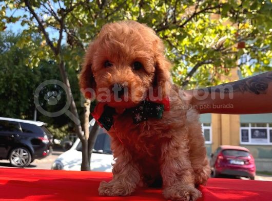 Red Brown Toy Poodle Yavrular görsel