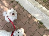 Aşıları Tam Secere Ve Çipli Pet Eğitimi Var