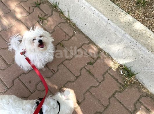 Aşıları Tam Secere Ve Çipli Pet Eğitimi Var görsel