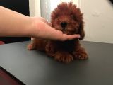 Red Poddle 2 Aylık