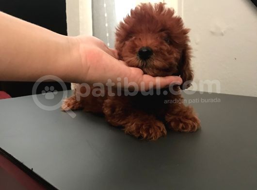 Red Poddle 2 Aylık görsel