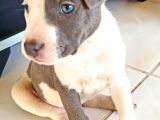 50 Günlük Blue Nose Yavru