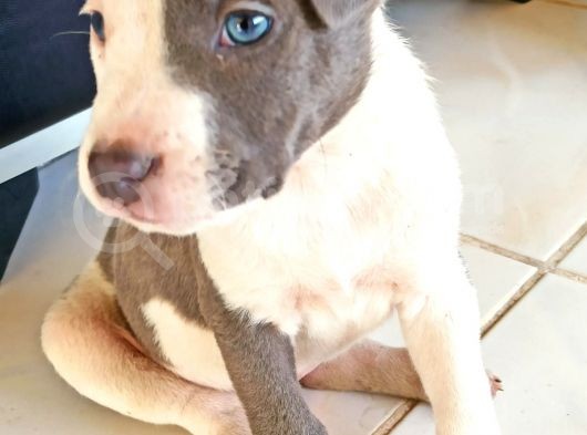 50 Günlük Blue Nose Yavru görsel