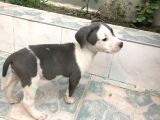50 Günlük Blue Nose Yavru