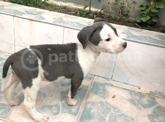 50 Günlük Blue Nose Yavru görsel