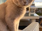 Sevgi dolu Secereli Scottish Fold