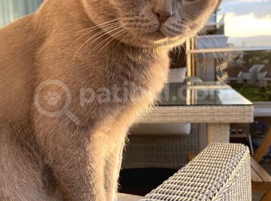 Sevgi Dolu Secereli Scottish Fold