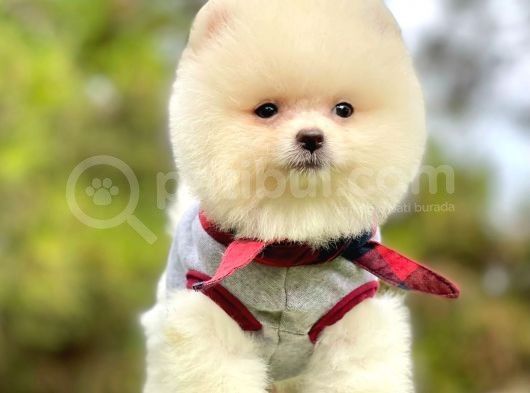 Ayıcık Surat Boo Pomeranian Yavrular görsel