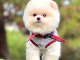 Ayıcık Surat Boo Pomeranian Yavrular