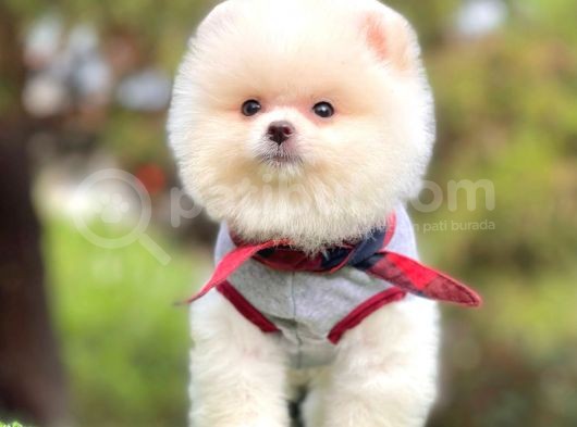 Ayıcık Surat Boo Pomeranian Yavrular görsel