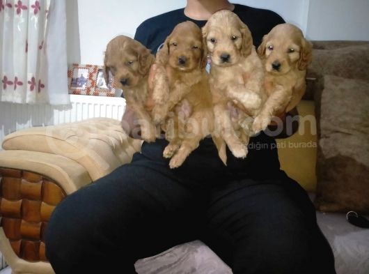 2 Aylık Red Cocker görsel