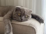 Sevgi Dolu Secereli Scottish Fold