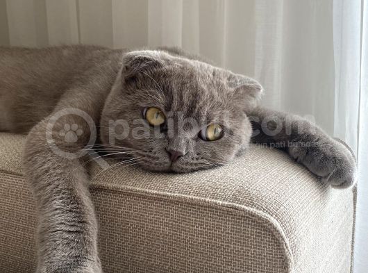 Sevgi Dolu Secereli Scottish Fold görsel
