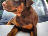 Show Kalite Doberman Yavrular