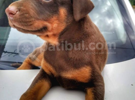 Show Kalite Doberman Yavrular görsel