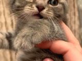 Whiskas British Sorthair  Dişi Ve Erkek Bebek