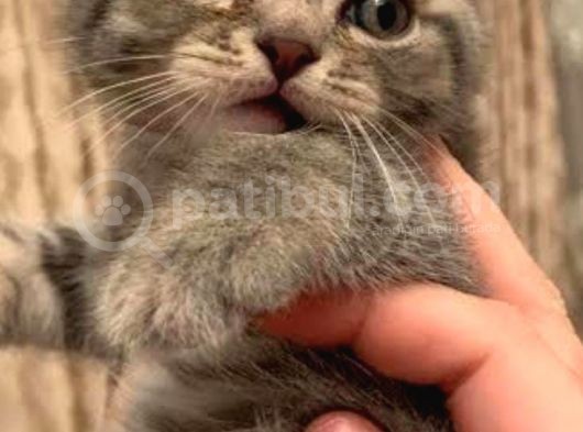 Whiskas British Sorthair  Dişi Ve Erkek Bebek görsel