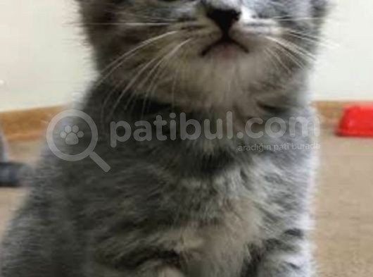 Whiskas British Sorthair  Dişi Ve Erkek Bebek görsel