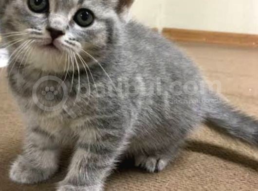Whiskas British Sorthair  Dişi Ve Erkek Bebek