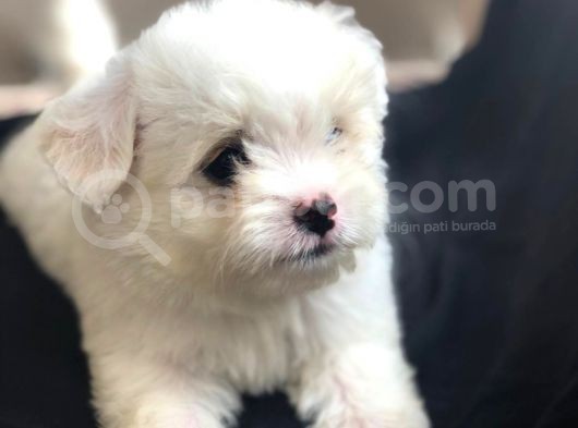 Sevimli Maltese Teriyer Yavrular