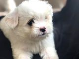 Maltese Yavrular Gelmiştir
