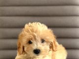 Sevimlo Toy Toy Poodle