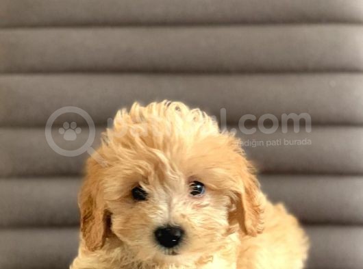 Sevimlo Toy Toy Poodle