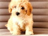 Sevimlo Toy Toy Poodle