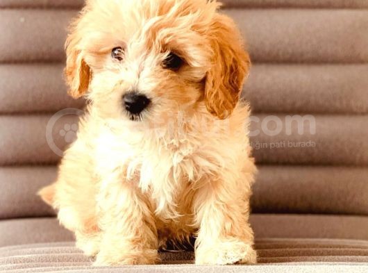 Sevimlo Toy Toy Poodle görsel