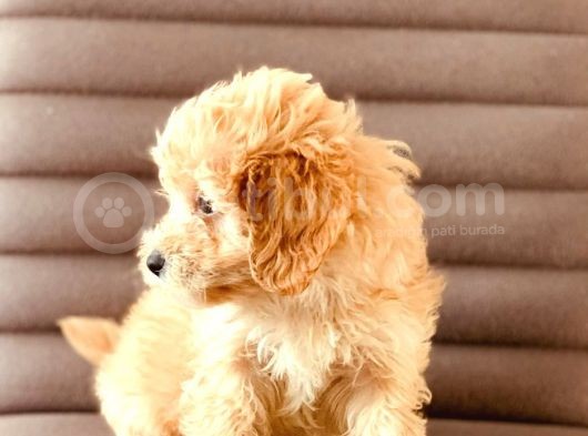Sevimlo Toy Toy Poodle görsel