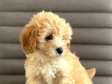 Sevimlo Toy Toy Poodle