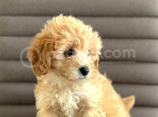 Sevimlo Toy Toy Poodle görsel