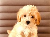 Sevimlo Toy Toy Poodle