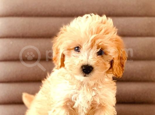 Sevimlo Toy Toy Poodle görsel