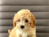 Sevimlo Toy Toy Poodle