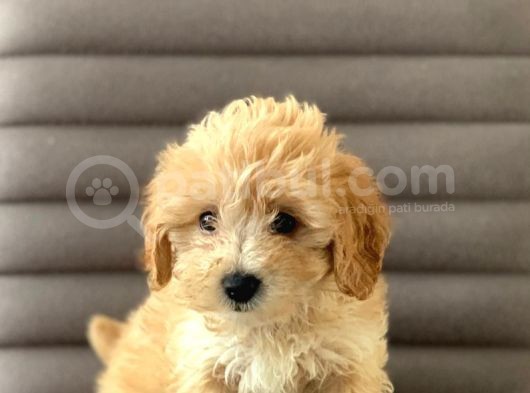 Sevimlo Toy Toy Poodle görsel