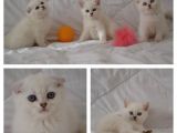 Scottish Fold Kıvrık Kulak