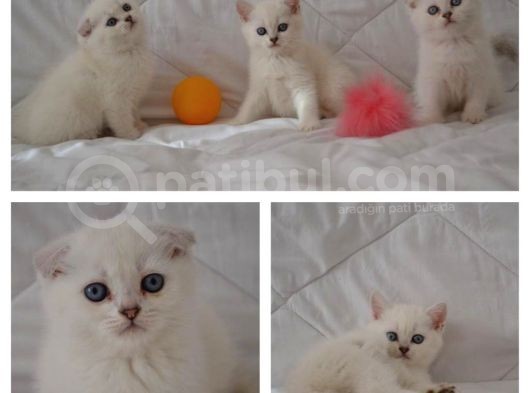 Scottish Fold Kıvrık Kulak görsel