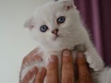 Scottish Fold Kıvrık Kulak