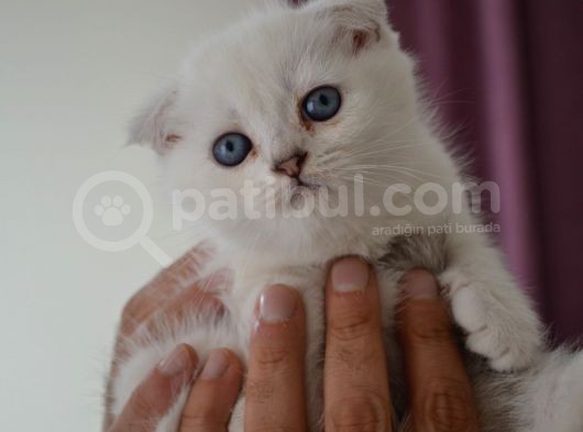 Scottish Fold Kıvrık Kulak
