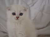 Scottish Fold Kıvrık Kulak