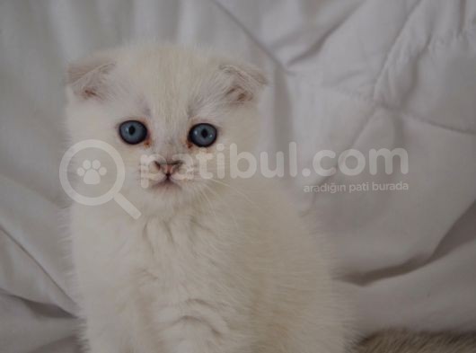 Scottish Fold Kıvrık Kulak görsel