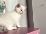 British Shorthair Silver Ns 1133