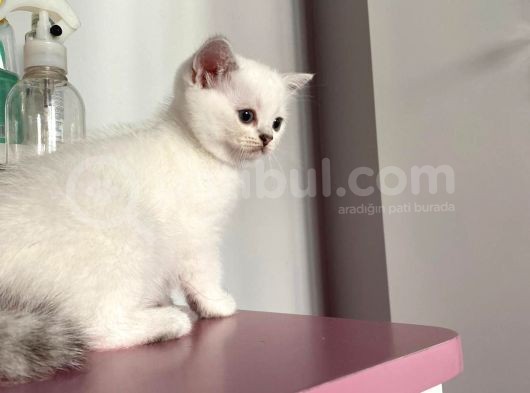 British Shorthair Silver Ns 1133 görsel