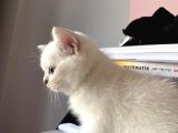 British Shorthair Silver Ns 1133