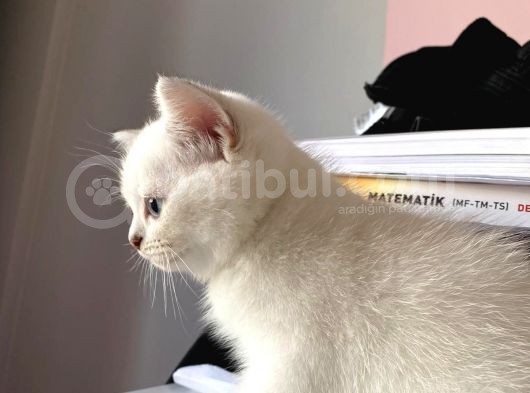 British Shorthair Silver Ns 1133 görsel
