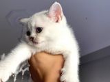 British Shorthair Silver Ns 1133