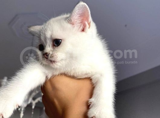 British Shorthair Silver Ns 1133 görsel