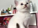 British Shorthair Silver Ns 1133